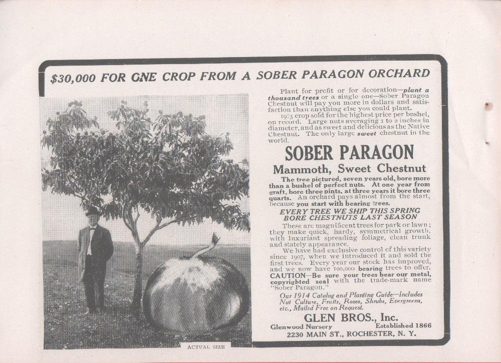 Mammouth Sweet Chestnut. Glen Bros. Inc. Rochester N.Y. Pubblicità 1914