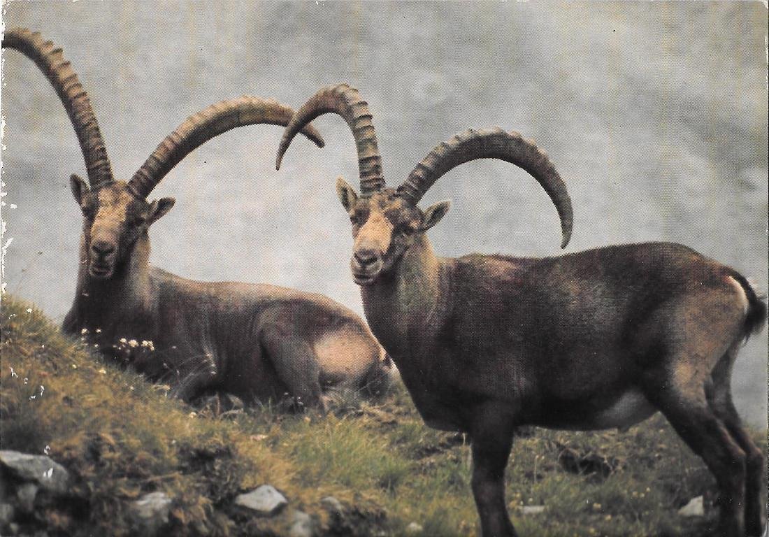 Maschi di Stambecco, Fauna del Parco Nazionale dello Stelvio. Non …