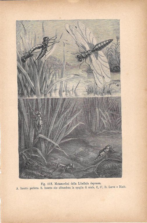 Metamorfosi della Libellula depressa. Stampa 1893