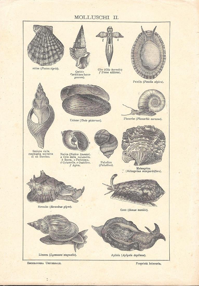 Molluschi II. Lexicon Vallardi 1900 ca.