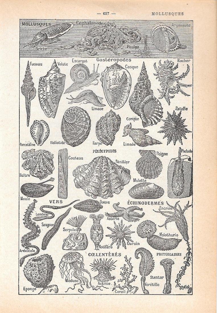 Mollusques. Stampa 1954