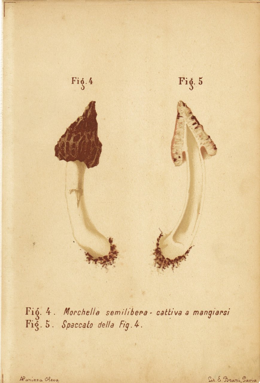 Morchella semilibera. Cattiva a mangiarsi. Stampa 1887