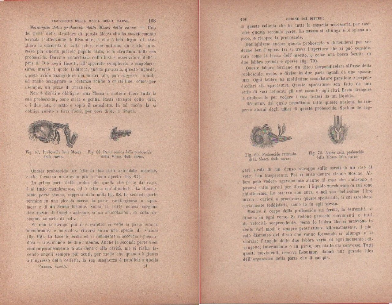 Mosca della carne, proboscide, parte conica / Proboscide. Vecchia stampa