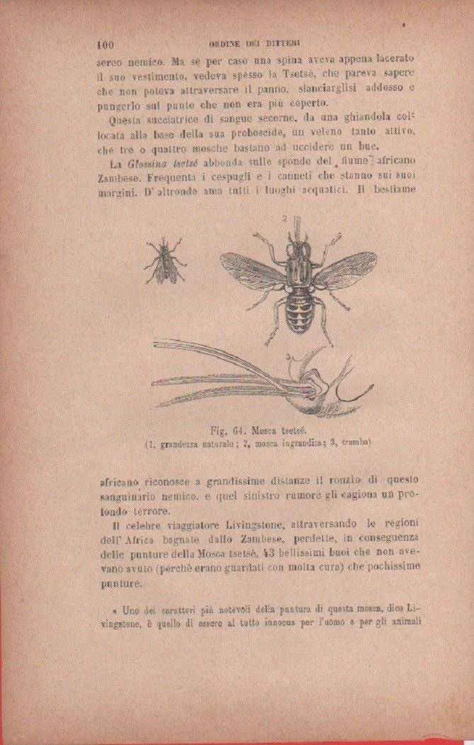 Mosca tsetsé. 1. grandezza naturale; 2. mosca ingrandita..... Vecchia stampa