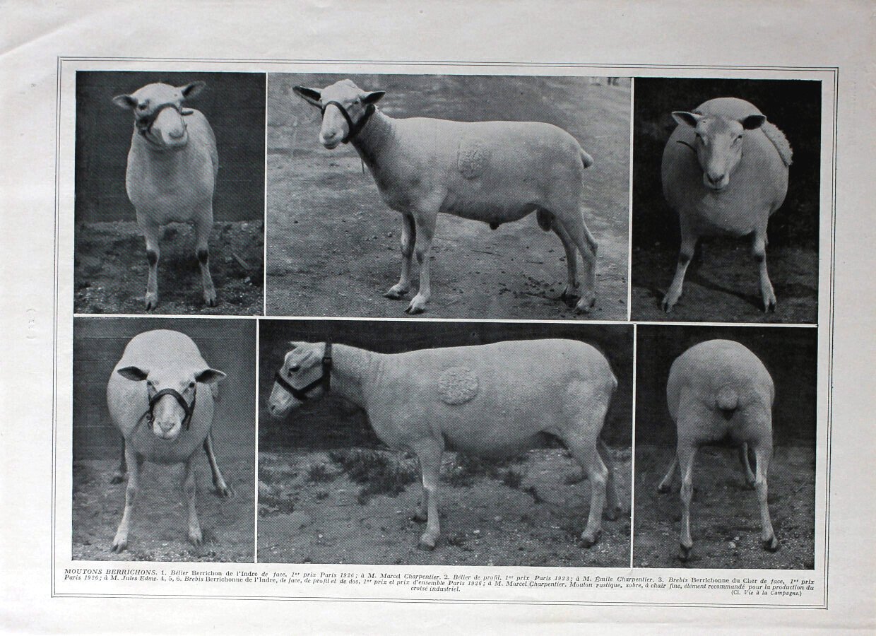 Moutons Berrichons / Races diverses. Immagine 1926