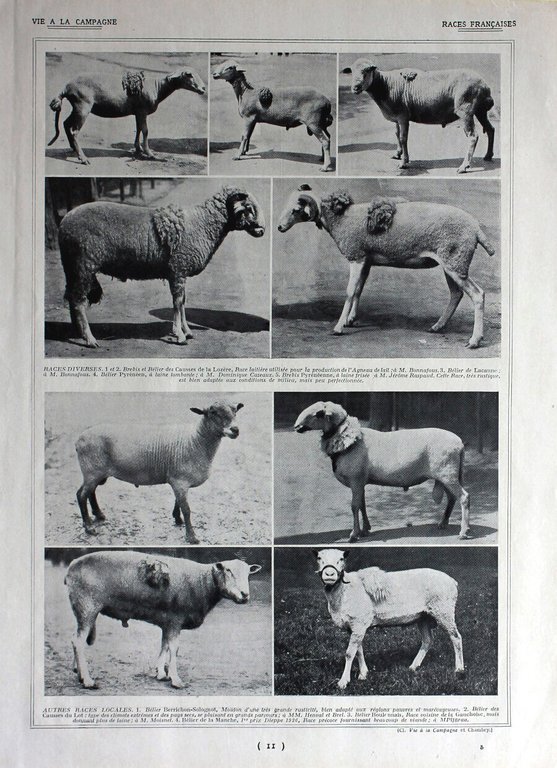 Moutons Berrichons / Races diverses. Immagine 1926