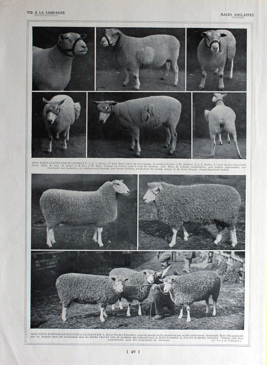 Moutons Leicester ou Dishley; M. Border-Leicester e Leicester/Moutons Southdown. Immagine …
