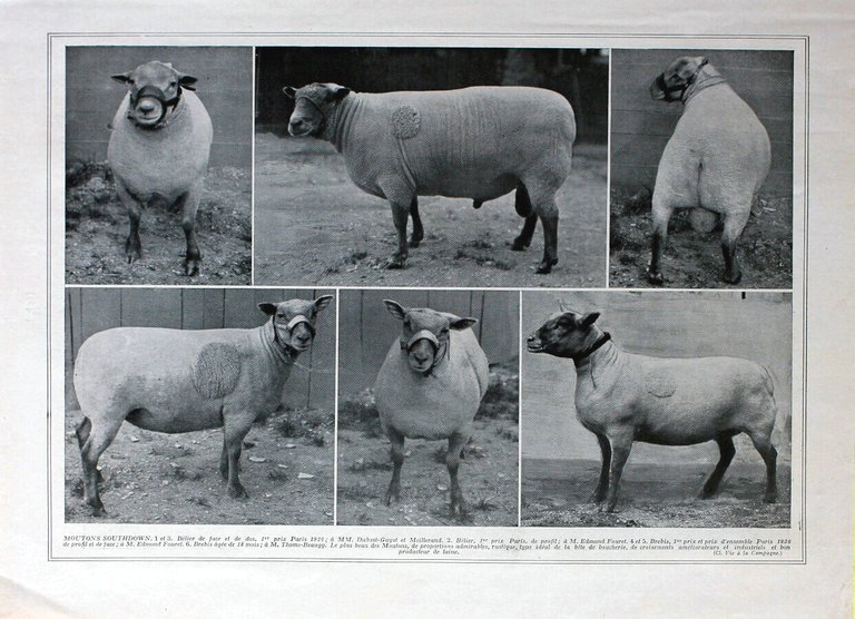 Moutons Leicester ou Dishley; M. Border-Leicester e Leicester/Moutons Southdown. Immagine …