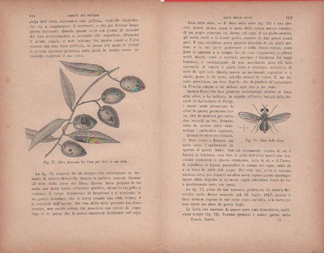 Olive intaccate dal Daco / Daco delle olive. Vecchia stampa