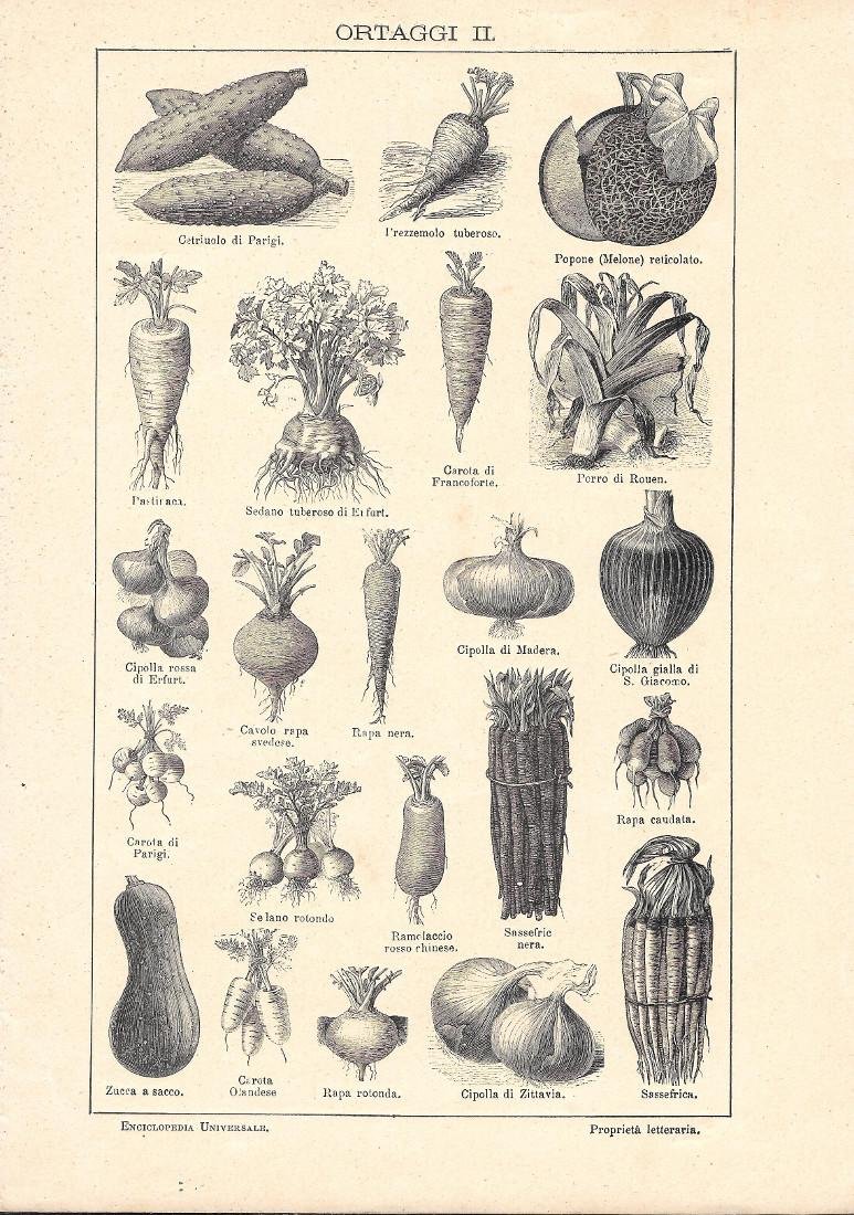 Ortaggi II. Lexicon Vallardi 1900 ca.