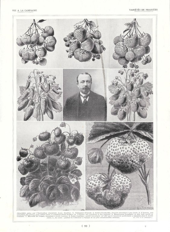 Outillage Moderne / Variétés de Fraisiers - Immagine 1928