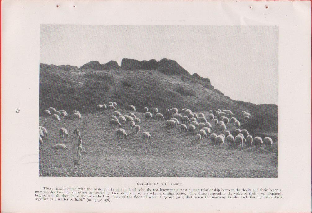 Palestine. Sunrise on the flock. Foto da rivista 1914