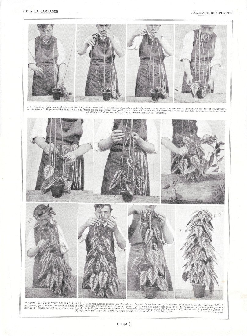 Palissage des plantes / Elevage des reines - Immagine 1928