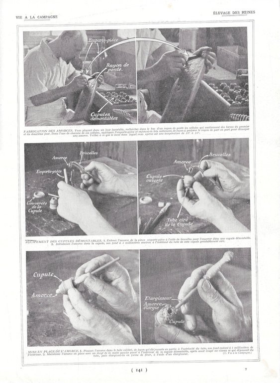 Palissage des plantes / Elevage des reines - Immagine 1928