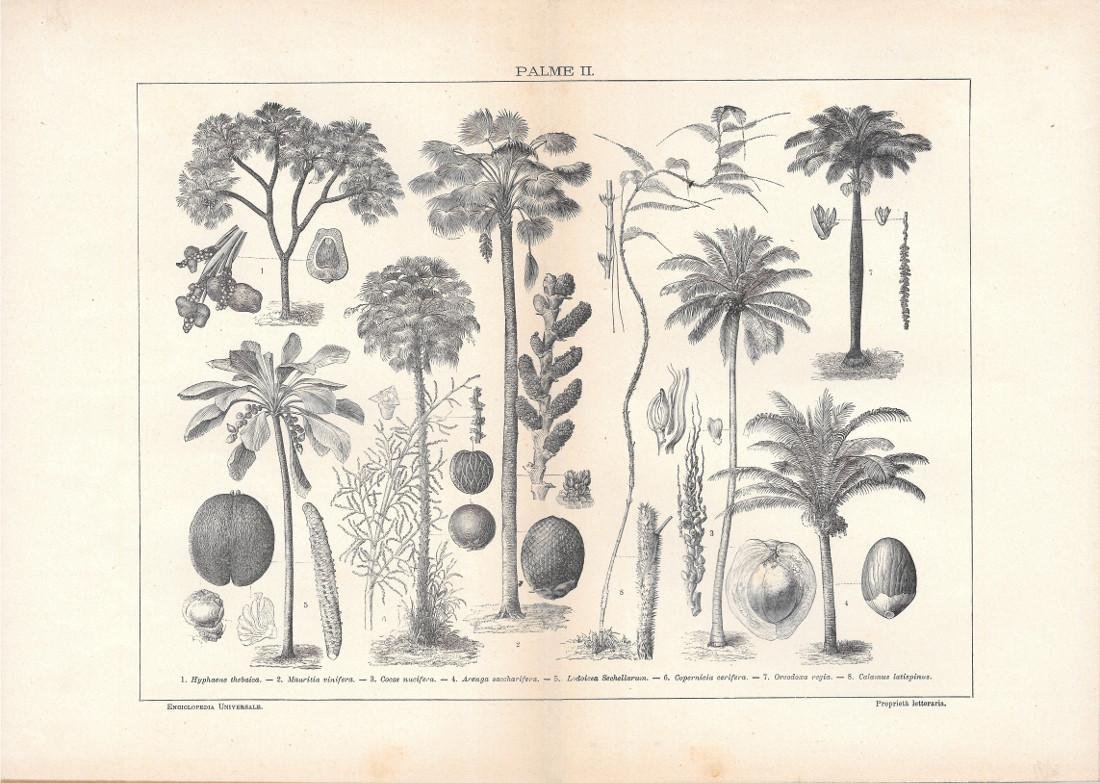 Palme II. Lexicon Vallardi 1900 ca.