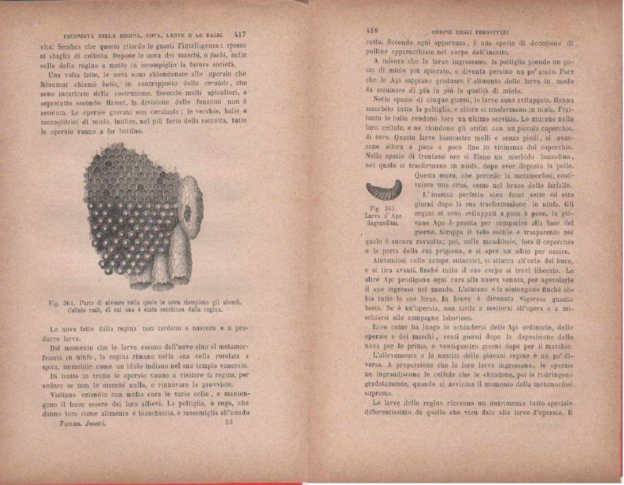 Particolare di alveare../Larva d'ape. Vecchia stampa