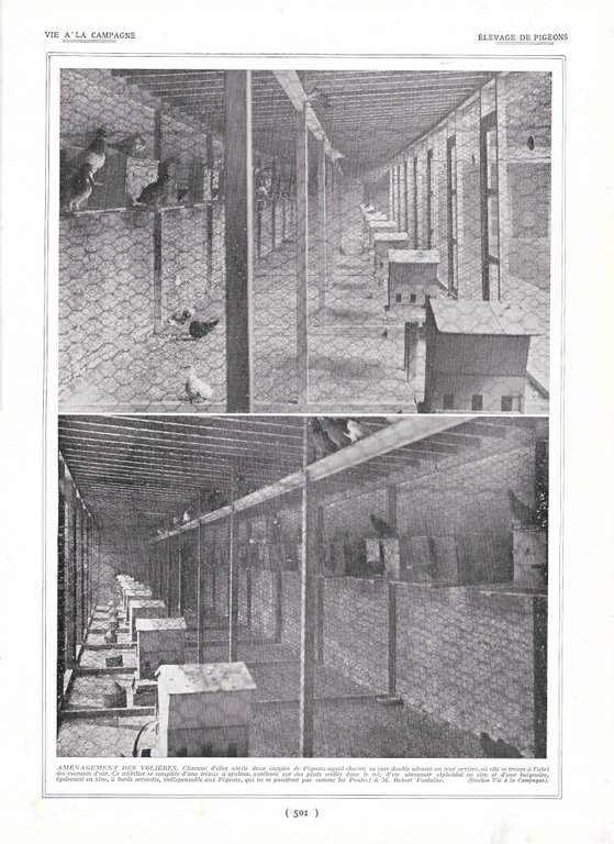 Peaux de renards / Elevage de pigeons - Immagine 1924