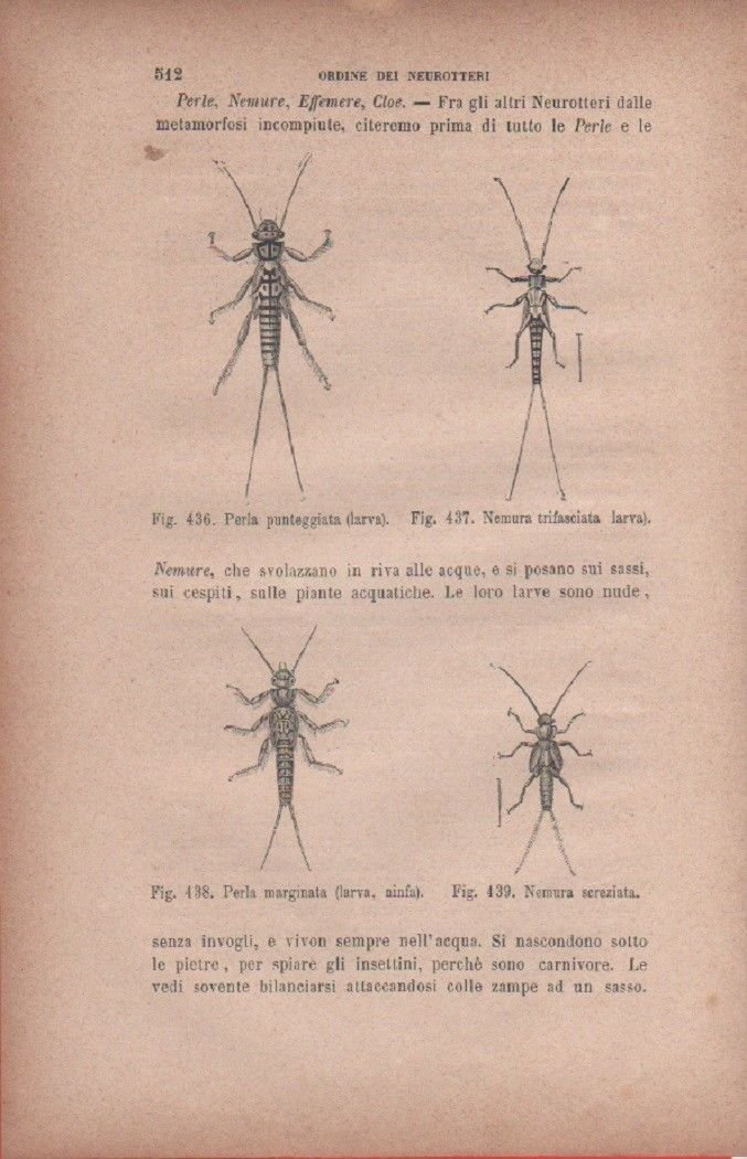 Perla punteggiata; Nemura trifasciata; Nemura screziata. Vecchia stampa