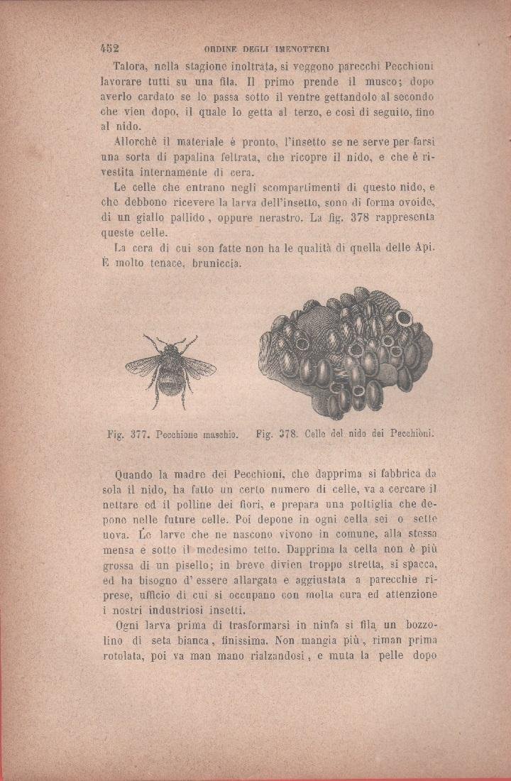 Petecchione maschio; Celle del nido dei Petecchioni. Vecchia stampa