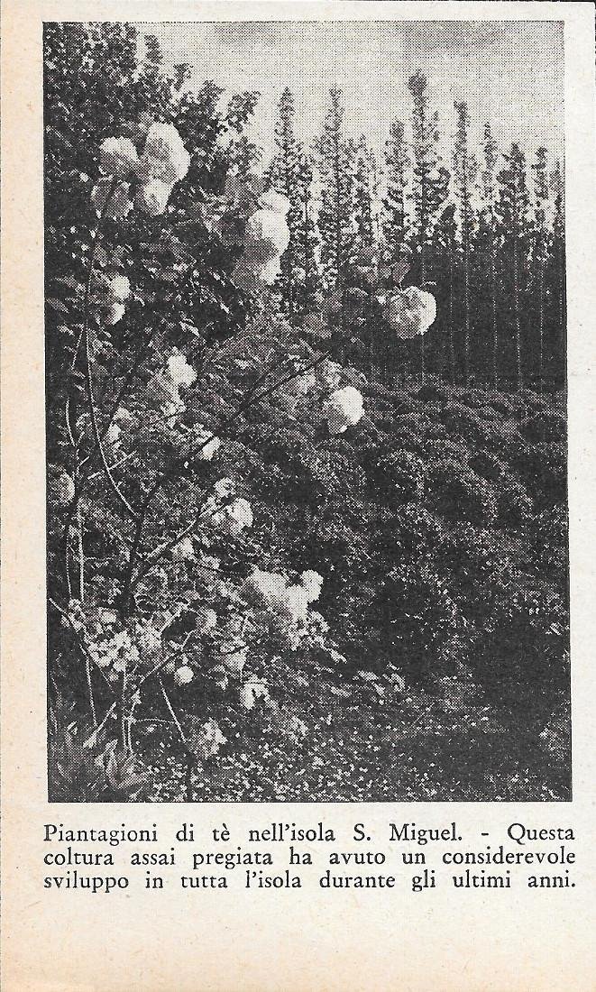 Piantagioni di tè nell'Isola di S. Miguel (Azzorre). Stampa 1934