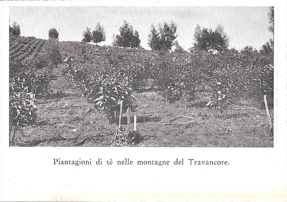 Piantagioni di te nelle montagne del Travancore (India). Stampa 1934