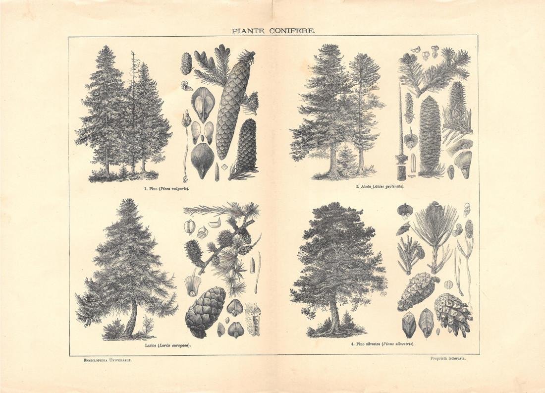 Piante conifere. Lexicon Vallardi 1900 ca.