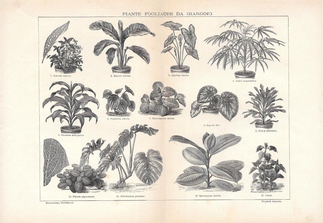 Piante fogliacee da giardino. Lexicon Vallardi 1900 ca.