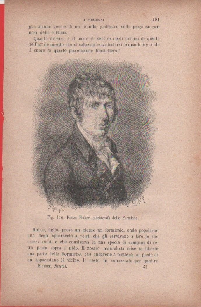 Pietro Huber, storiografo delle formiche. Vecchia stampa