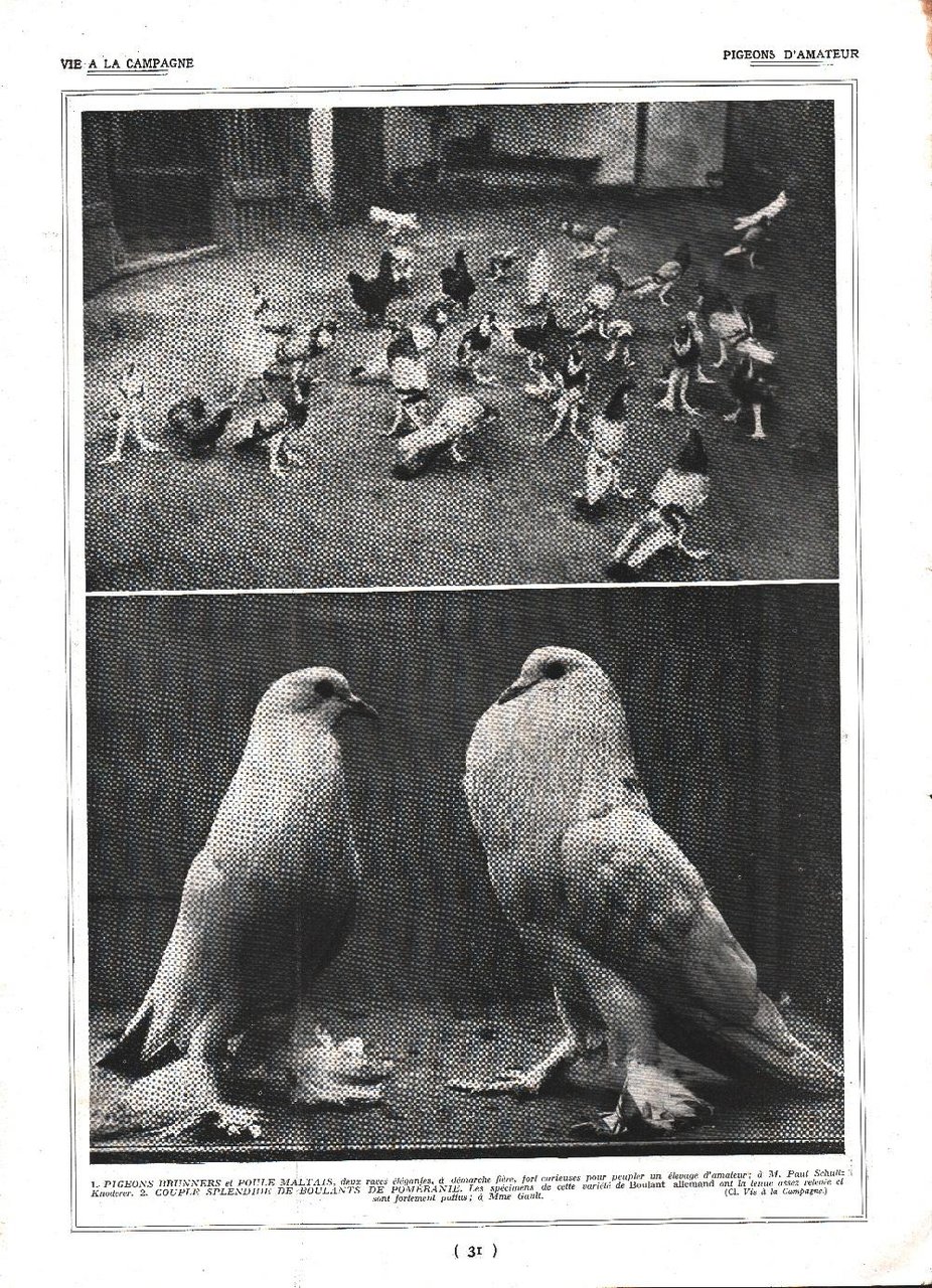 Pigeon d'amateurs / Pigeons Capucins. Stampa 1926