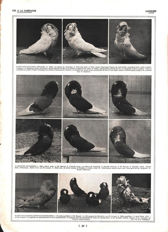 Pigeon d'amateurs / Pigeons Capucins. Stampa 1926