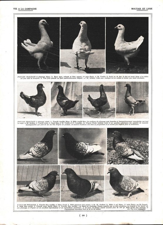 Pigeons Cauchois/ Pigeons Maltais et Lynx. Stampa 1926