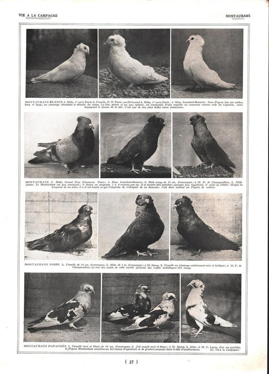 Pigeons Montaubans / Piegons d'Amateur. Stampa 1926