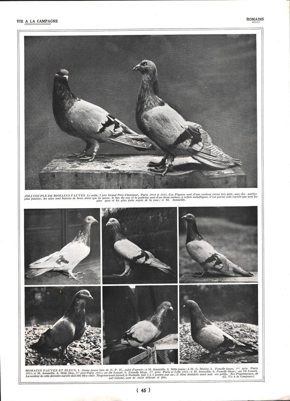 Pigeons Romains / Pigeons Cravatés et Boulands. Stampa 1926