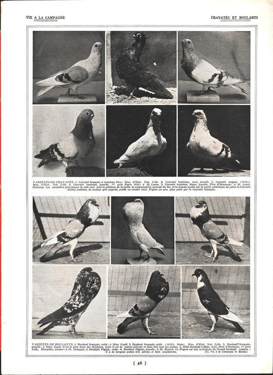 Pigeons Romains / Pigeons Cravatés et Boulands. Stampa 1926