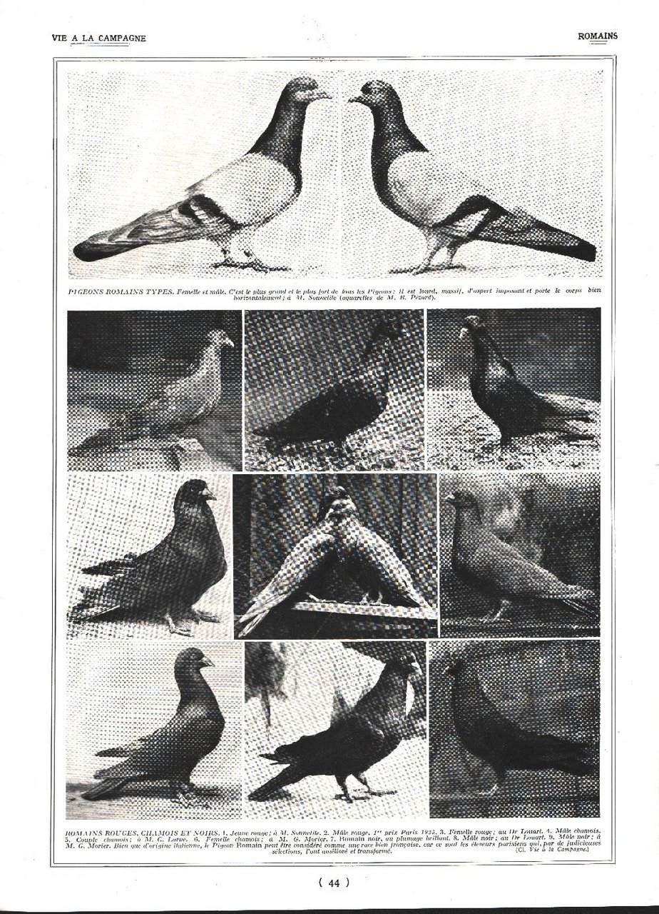Pigeons Romains / Tambours et Moines. Stampa 1926