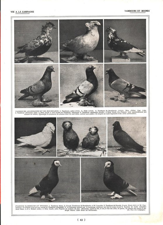 Pigeons Romains / Tambours et Moines. Stampa 1926