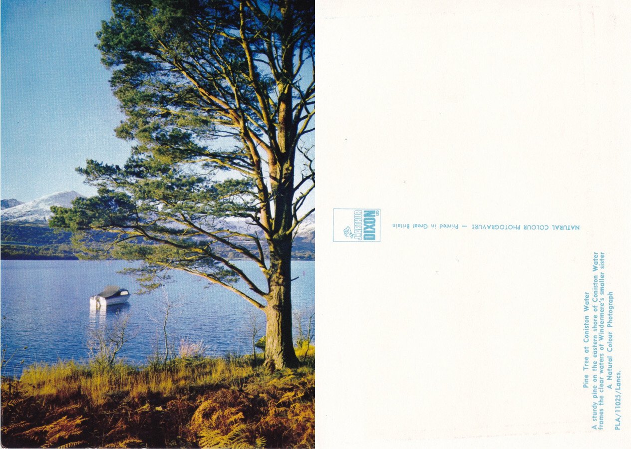 Pine Tree at Coniston Water. Non viaggiata