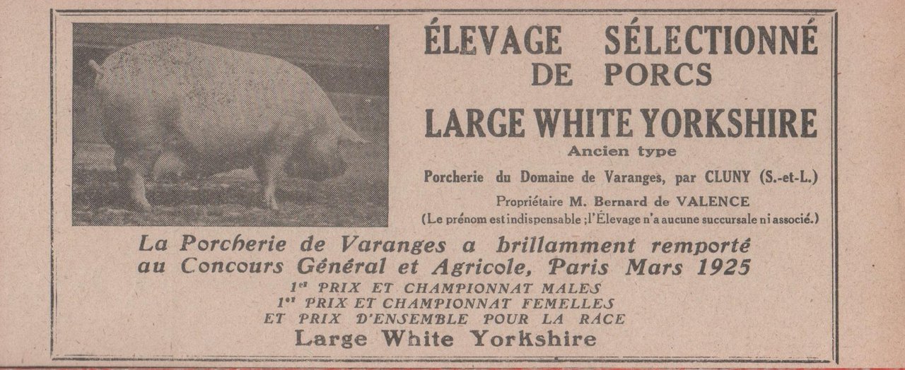 Porcherie du Domain de Varanges, Cluny. Large White Yorkshire. Advertising …