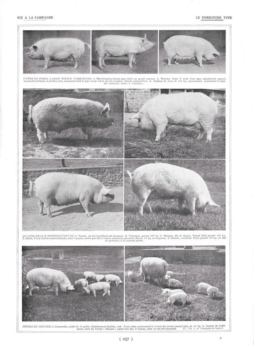 Porcs. Le Yorkshire Type / Porcherie de Varanges - Immagine …