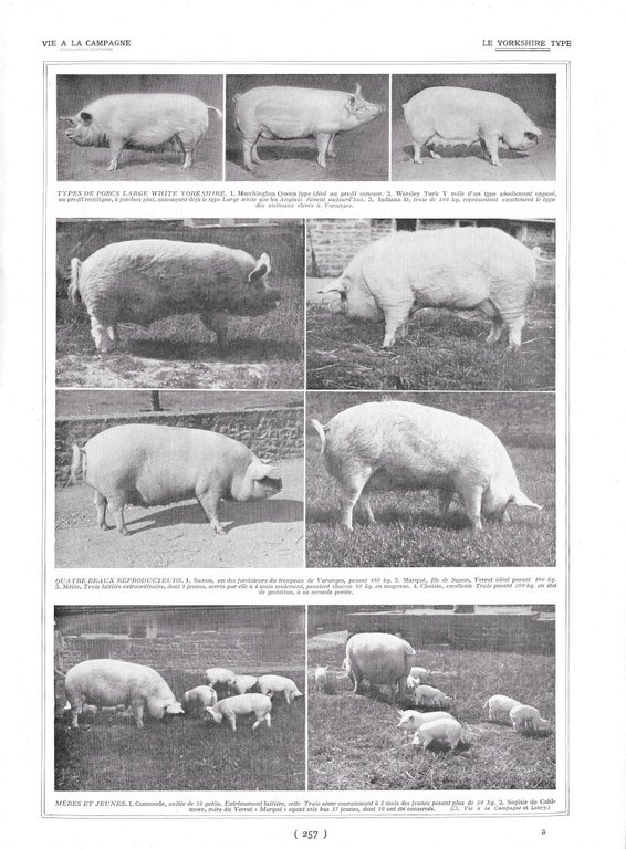 Porcs. Le Yorkshire Type / Porcherie de Varanges - Immagine … | Immagine Gallery 1