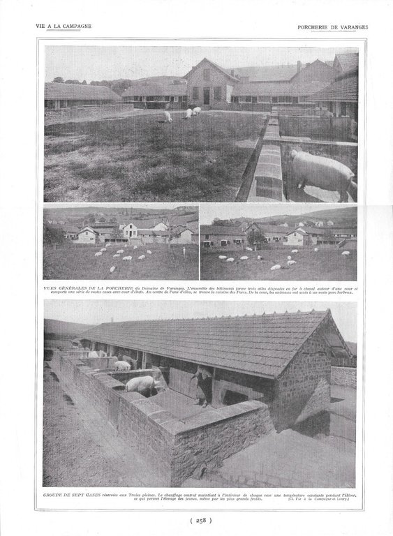 Porcs. Le Yorkshire Type / Porcherie de Varanges - Immagine …