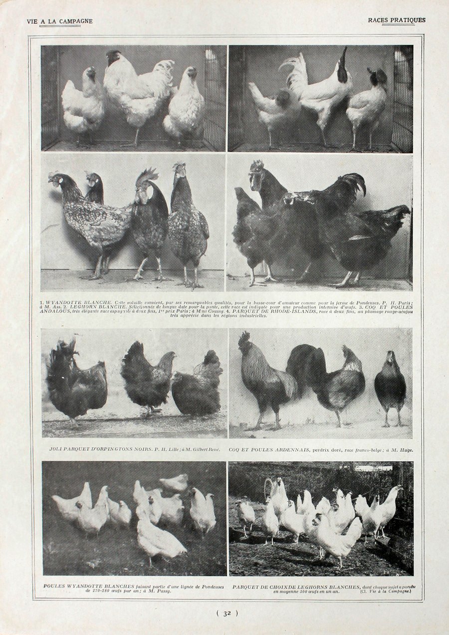 Poules: races pratiques/Poules: Races francaises. Fronte/retro. Immagine 1927