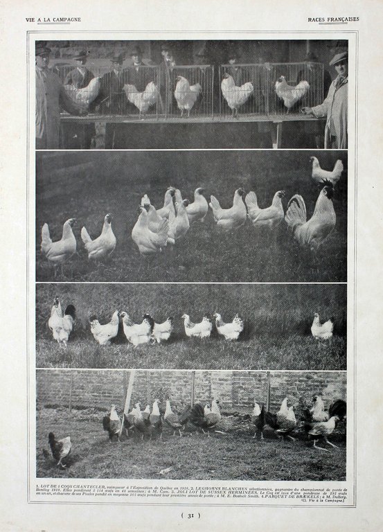 Poules: races pratiques/Poules: Races francaises. Fronte/retro. Immagine 1927