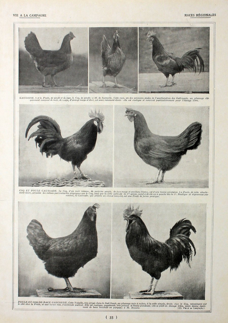 Poules: races regionales. Fronte/retro. Immagine 1927