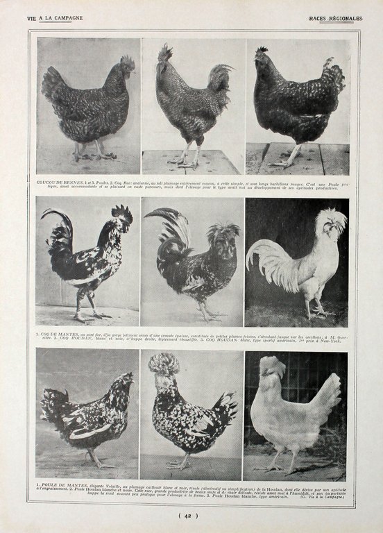 Poules: races regionales. Fronte/retro. Immagine 1927