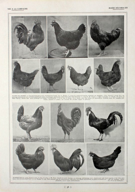 Poules: races regionales. Fronte/retro. Immagine 1927