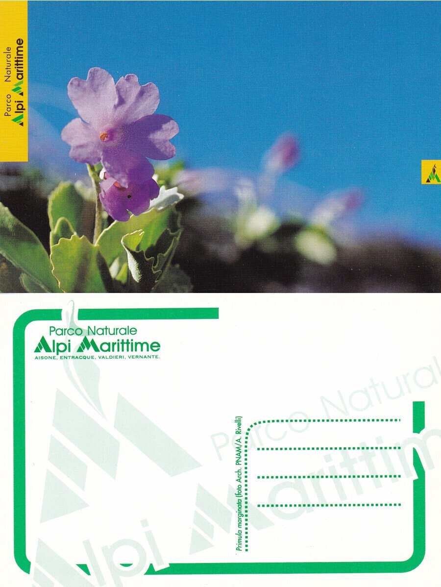 Primula marginata. Parco Alpi Marittime. Non viaggiata