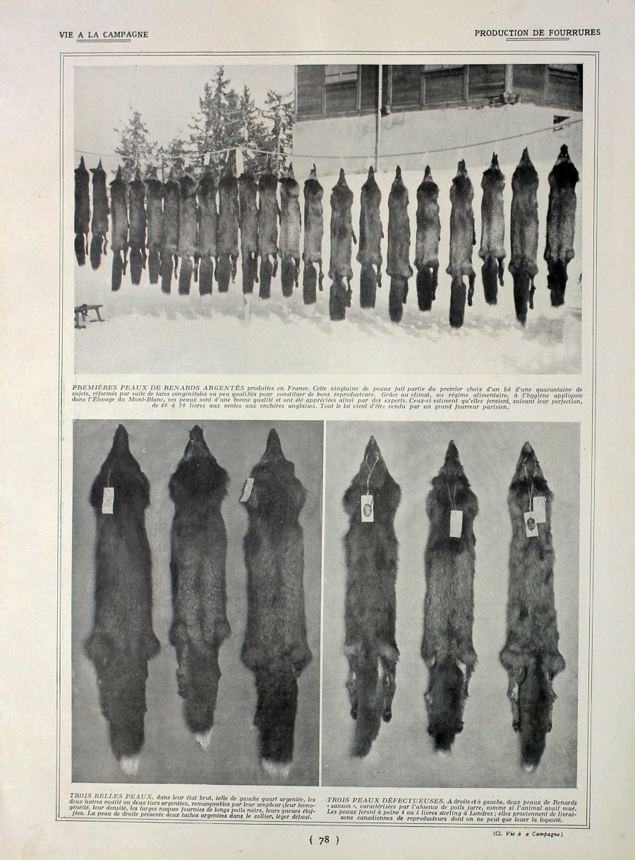 Production de fourrurres/Chien d'agrement. Fronte/retro. Immagine 1927