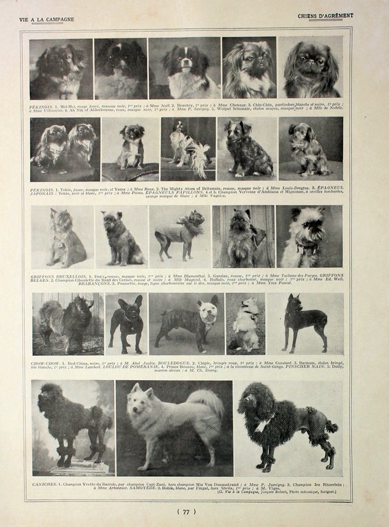 Production de fourrurres/Chien d'agrement. Fronte/retro. Immagine 1927
