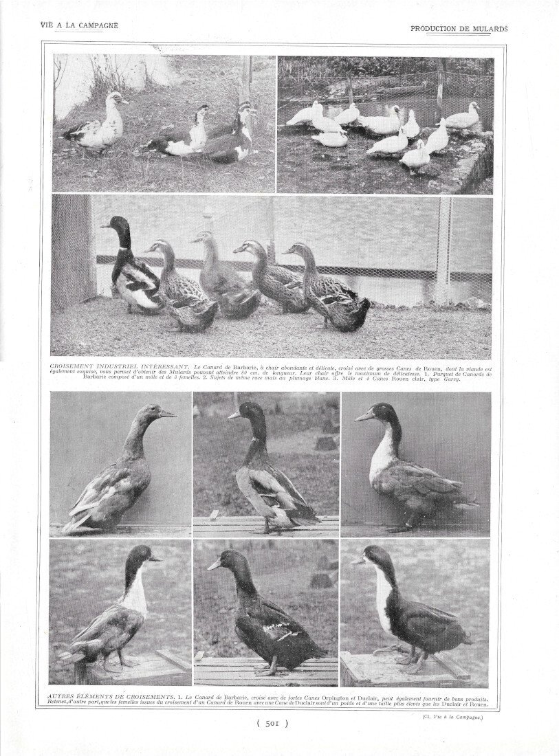 Production de Mulards - Immagine 1924